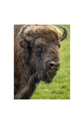 Bison Canvas Wall Art Poster