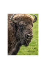 Bison Canvas Wall Art Poster