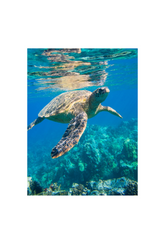 Sea Turtle Canvas Wall Art Poster