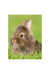 Animal Canvas Wall Art Poster