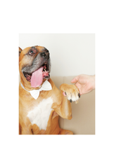 Personalized Dog Canvas Wall Art Poster