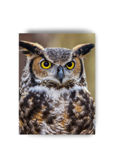 Owl Canvas Wall Art Poster