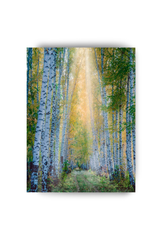 Birch Tree Canvas Wall Art Poster