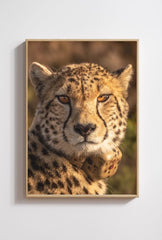 Cheetah Gaze: Wild Cat Canvas Art