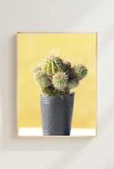 Golden Hour Cactus Canvas
