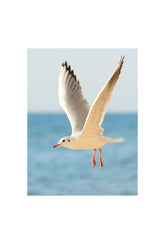 Coastal Freedom: Seagull Canvas Art - Ocean Breeze