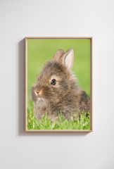 Animal Canvas Wall Art Poster
