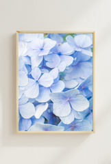 Hydrangea Canvas Wall Art Poster