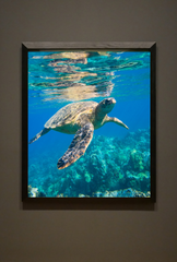 Sea Turtle Canvas Wall Art Poster
