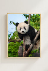 Panda Peek-a-Boo: Canvas Wall Art
