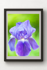 Mauve Dream Canvas Wall Art: Soft Hues for Elegant Decor