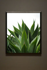 Agave Canvas Wall Art for a Natural Touch