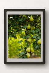Pear Tree Bounty: Orchard Canvas Art