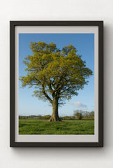 Majestic Oak Tree Canvas Wall Art
