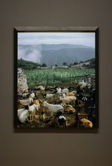 Country Charm: Whimsical Farm Animal Canvas Wall Art