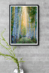Birch Tree Canvas Wall Art Poster