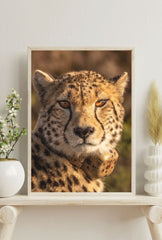 Cheetah Gaze: Wild Cat Canvas Art