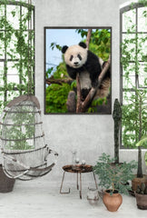 Panda Peek-a-Boo: Canvas Wall Art