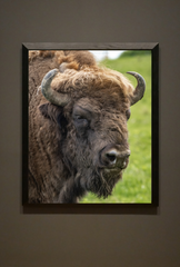 Bison Canvas Wall Art Poster