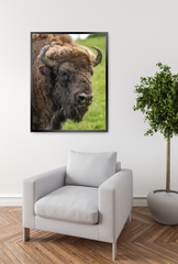 Bison Canvas Wall Art Poster