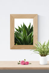 Agave Canvas Wall Art for a Natural Touch