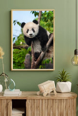 Panda Peek-a-Boo: Canvas Wall Art