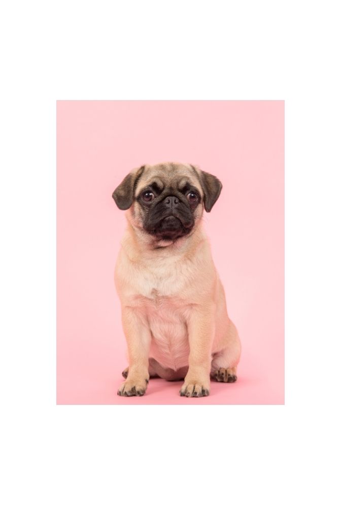 Adorable Pug Canvas Wall Art – Ganfaner Exclusive by Holidaypac