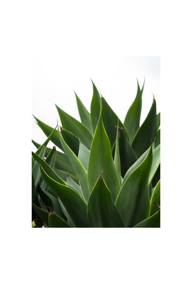 Agave Canvas Wall Art for a Natural Touch