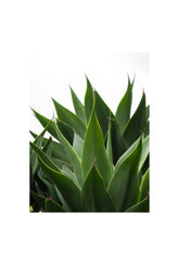 Agave Canvas Wall Art for a Natural Touch