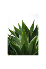 Agave Canvas Wall Art for a Natural Touch