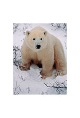 Arctic Majesty: Bring the Wonder of Polar Bears to Your Walls
