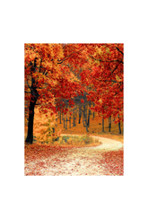 Autumn Blaze: Red Tree Canvas Art