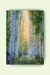Birch Tree Canvas Wall Art Poster