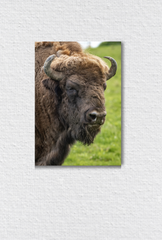 Bison Canvas Wall Art Poster
