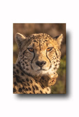 Cheetah Gaze: Wild Cat Canvas Art