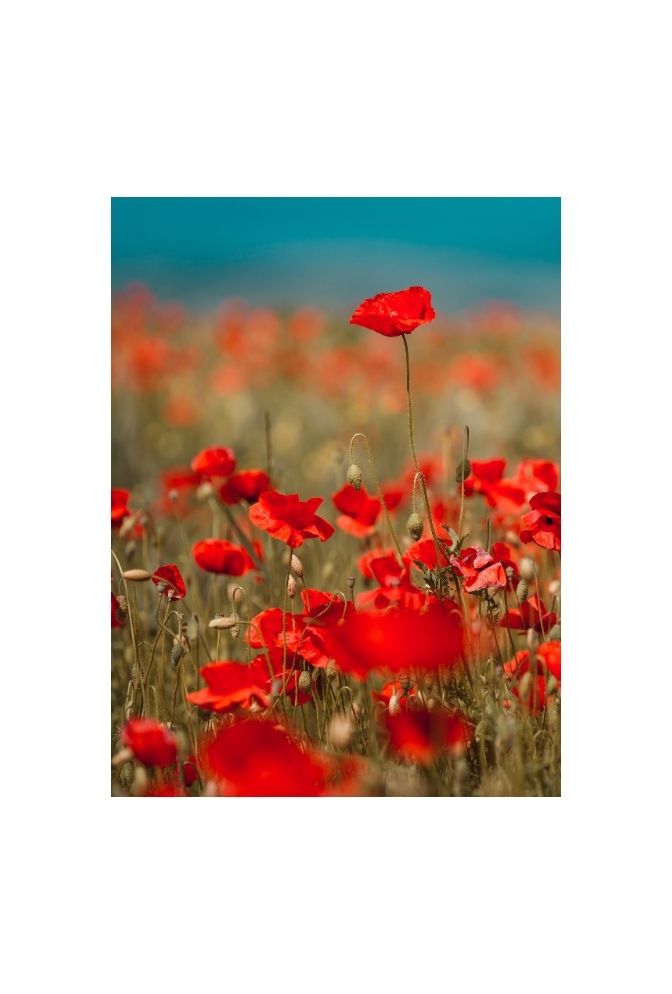 Crimson Bloom Canvas: Vibrant Red Flower Wall Art