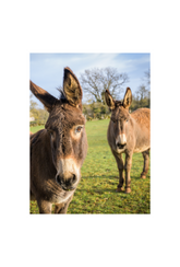 Curious Donkeys Canvas Art