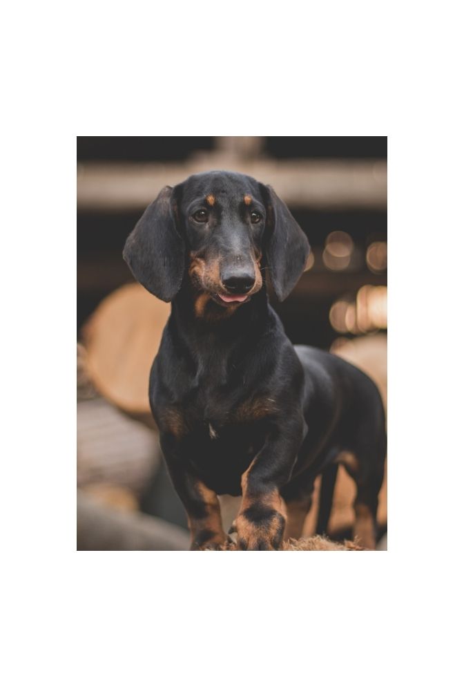 Dapper Dachshund Portrait Canvas Art