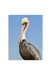 Elegant Pelican Canvas Art: Coastal Charm for Your Walls