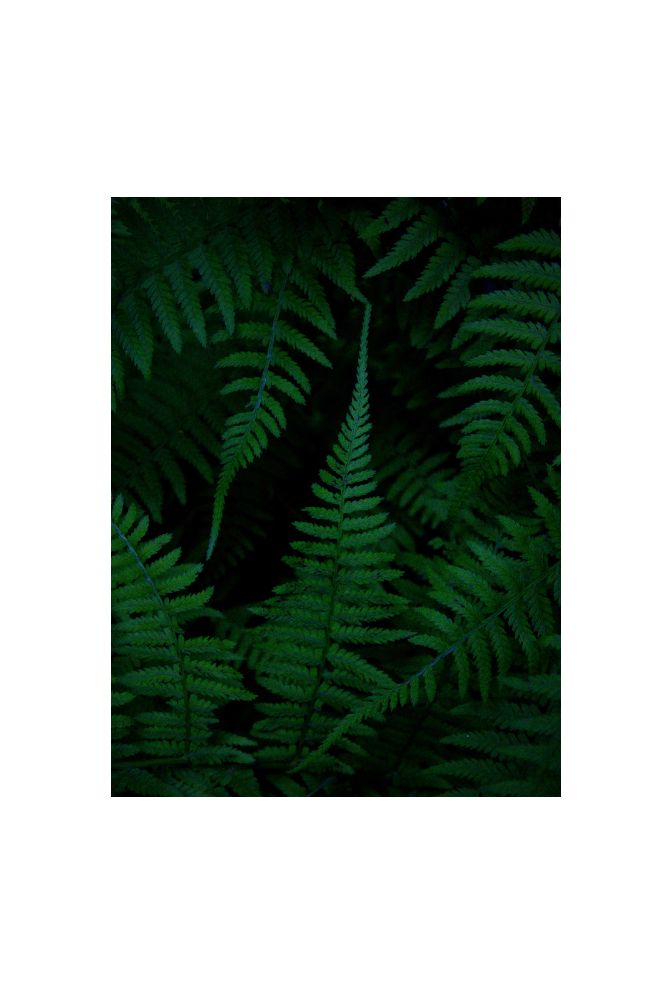 Emerald Fern Forest Canvas Art
