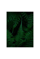 Emerald Fern Forest Canvas Art