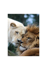 Eternal Bond: Lion & Lioness Canvas Art
