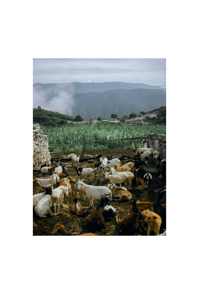 Farm Animal Canvas Wall Art Poster