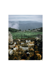 Farm Animal Canvas Wall Art Poster