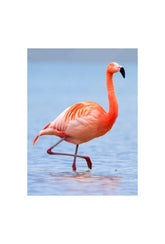 Flamingo Serenity Canvas Art