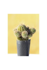 Golden Hour Cactus Canvas