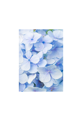 Hydrangea Canvas Wall Art Poster