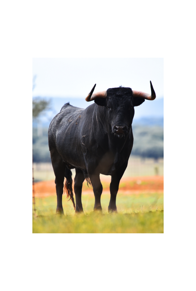 Majestic Bull Canvas Art