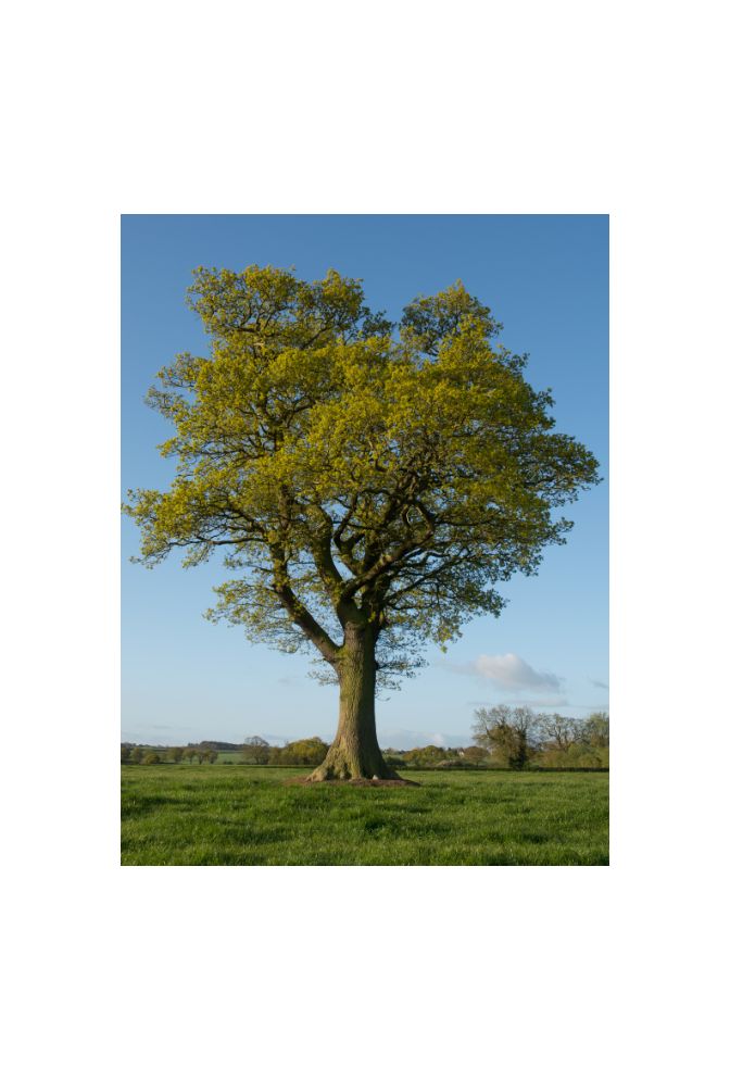 Majestic Oak Tree Canvas Wall Art