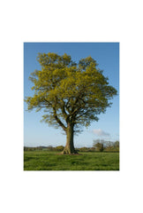 Majestic Oak Tree Canvas Wall Art